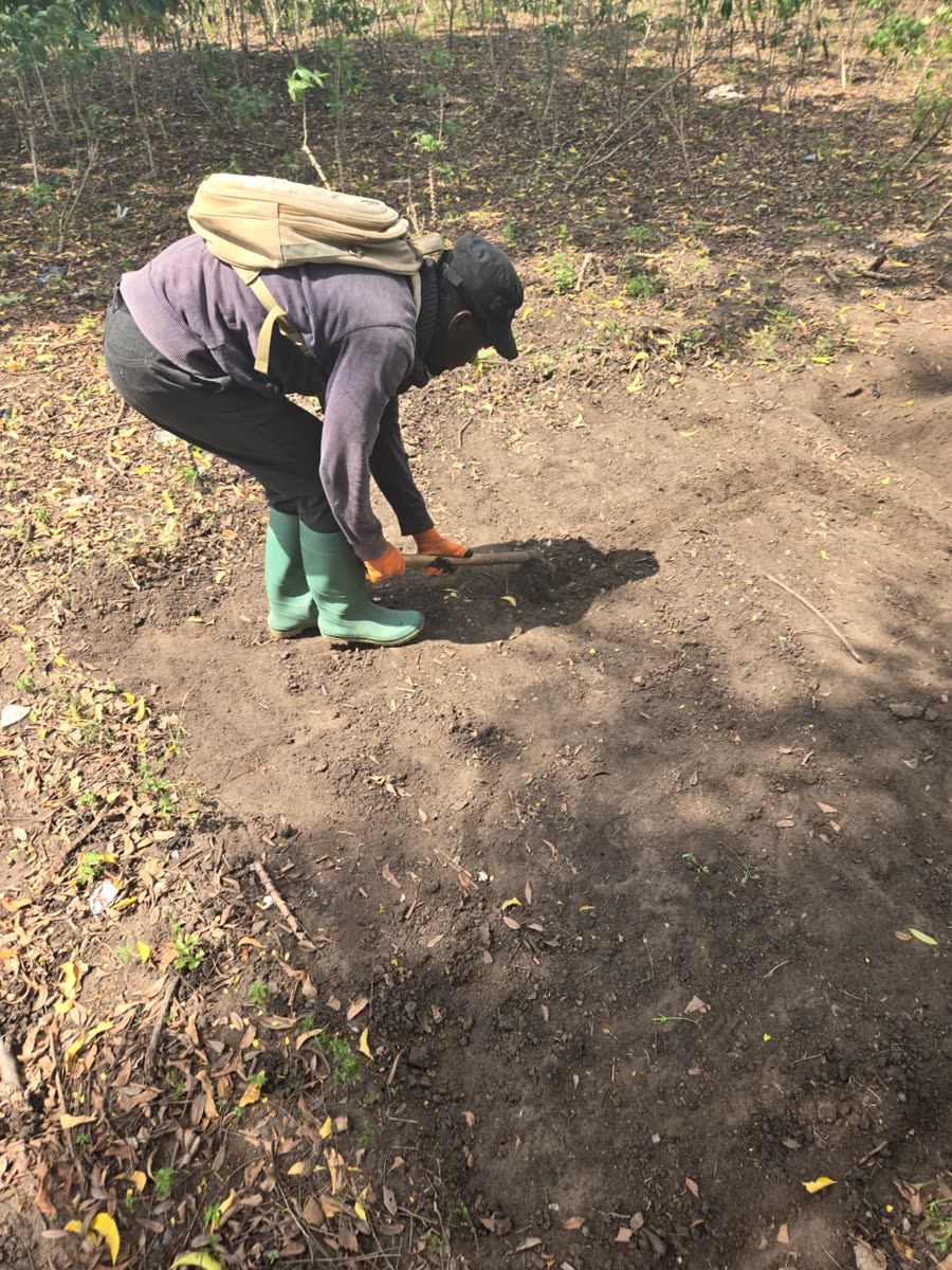 Volunteers planting with students